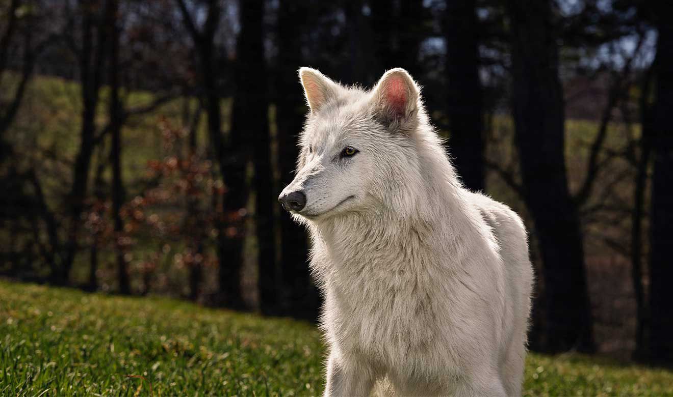 Resucitan al Lobo Blanco Terrible: La Ciencia y el Futuro de la Extinción hace 12.500 Años