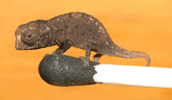 Descubren en Madagascar al camaleón más diminuto del mundo: Brookesia nana​