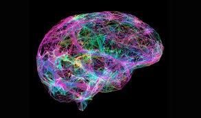 Científicos elaboran el mapa de conexiones del cerebro más completo hasta ahora