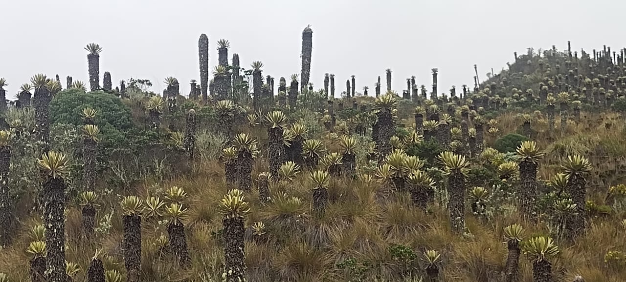 Universidad del Tolima: Forjando Ingenieros AgroEcologicos  Comprometidos con la Conservación de los Páramos