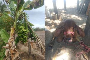 La vida en el campo siempre sera mejor y mas saludable ademas hoy dia los servicios básicos y de entretenimiento ya estan disponibles en cualquier lugar Imagen Cortesía JinndoRadio