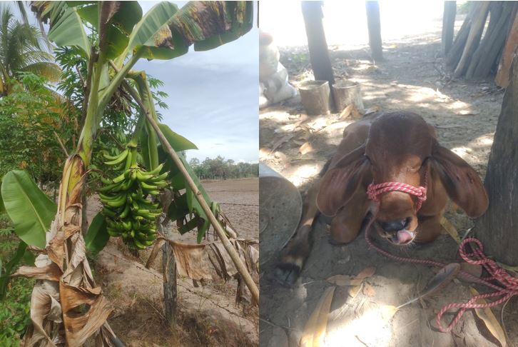 La vida en el campo siempre sera mejor y mas saludable ademas hoy dia los servicios básicos y de entretenimiento ya estan disponibles en cualquier lugar Imagen Cortesía JinndoRadio