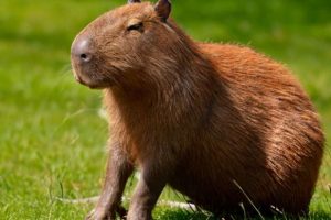 El chigüiro benítez un animal icónico de colombia y sus llanos orientales Imagen Cortesia Istock