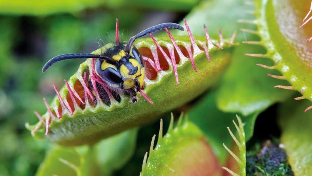 Planta carnívora Imagen Cortesia Chilebio